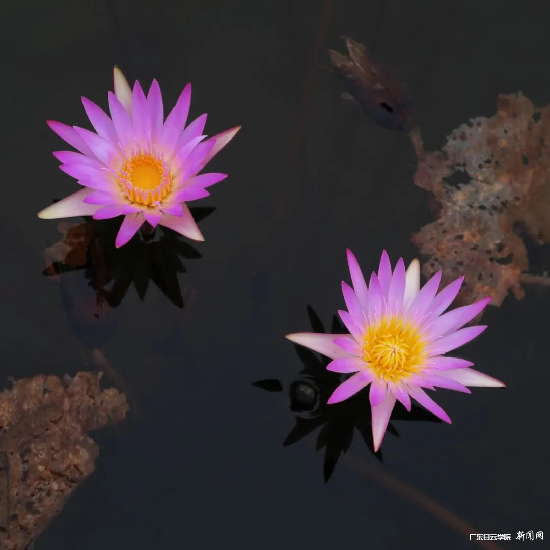 ͼƬ 4.png ͼƬ 4.png